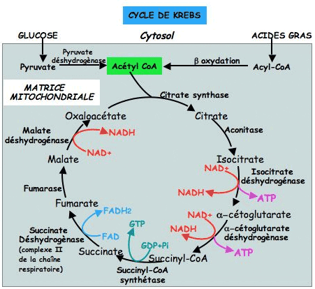 comment apprendre le cycle de krebs