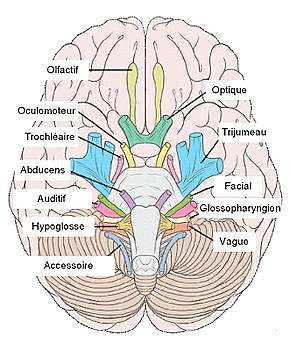 comment apprendre les nerfs craniens