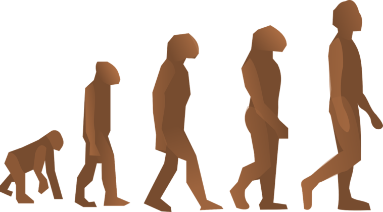 Th Orie De Lexpansion De Lhumanit Classification Des Hominid S