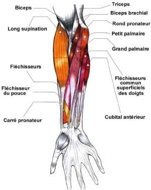 Muscles de l'avant-bras