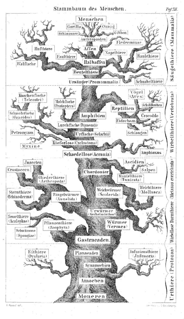 Gravure de Haeckel, le Pédigrée de l'Homme