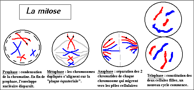 Phases de la mitose