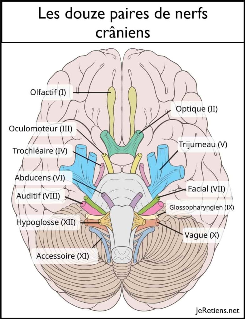 Schéma d'un cerveau illustrant les douze paires de nerfs crâniens