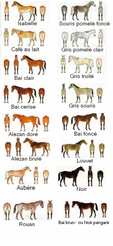 Robes Des Chevaux