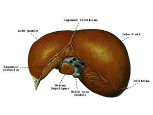 Anatomie du foie