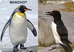 Manchot et Pingouin