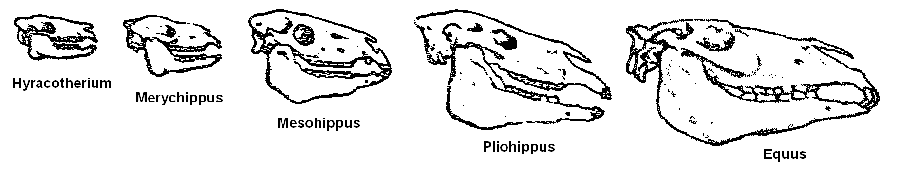Évolution du crâne du cheval.