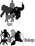 Différence entre Ape et Monkey