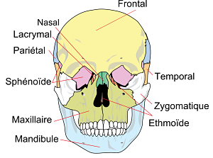 Le crâne de face, et ses os.