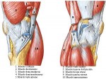 Les haubans musculaires du genou