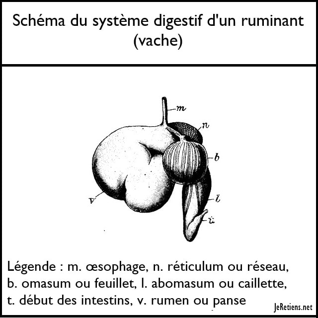 Schéma du système digestif des ruminants (de la vache)