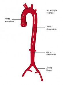 L'artère aorte et son trajet.