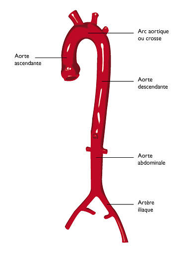L'artère aorte et son trajet.