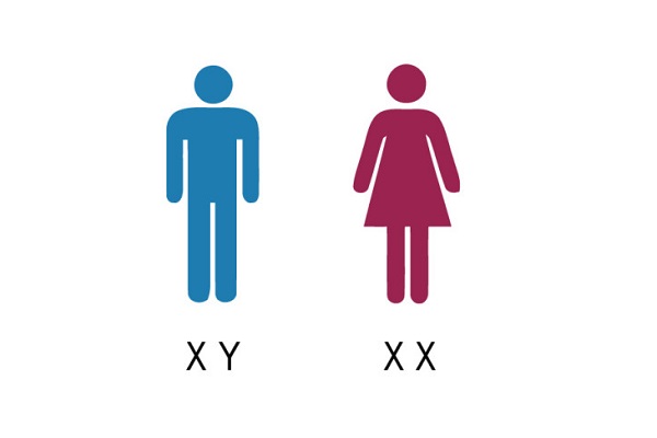 Chromosomes XX fille et XY garçon