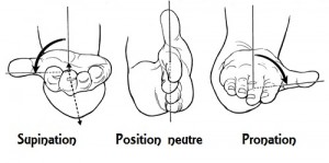 Mouvements de la main et du poignet: supination à gauche, position "neutre" au centre, pronation à droite.