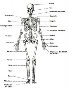 Un squelette humain, d'homme/femme.
