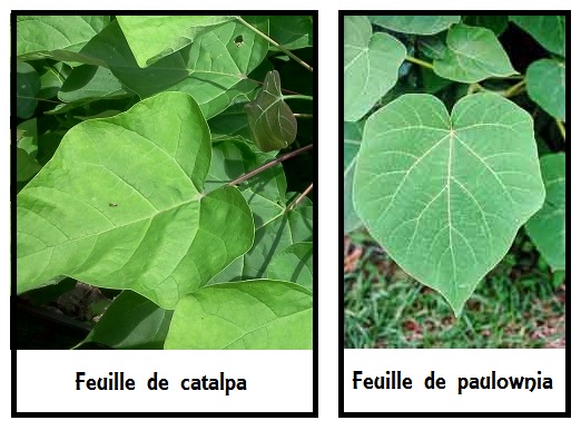 Différence entre les feuilles de catalpa et de paulowina.