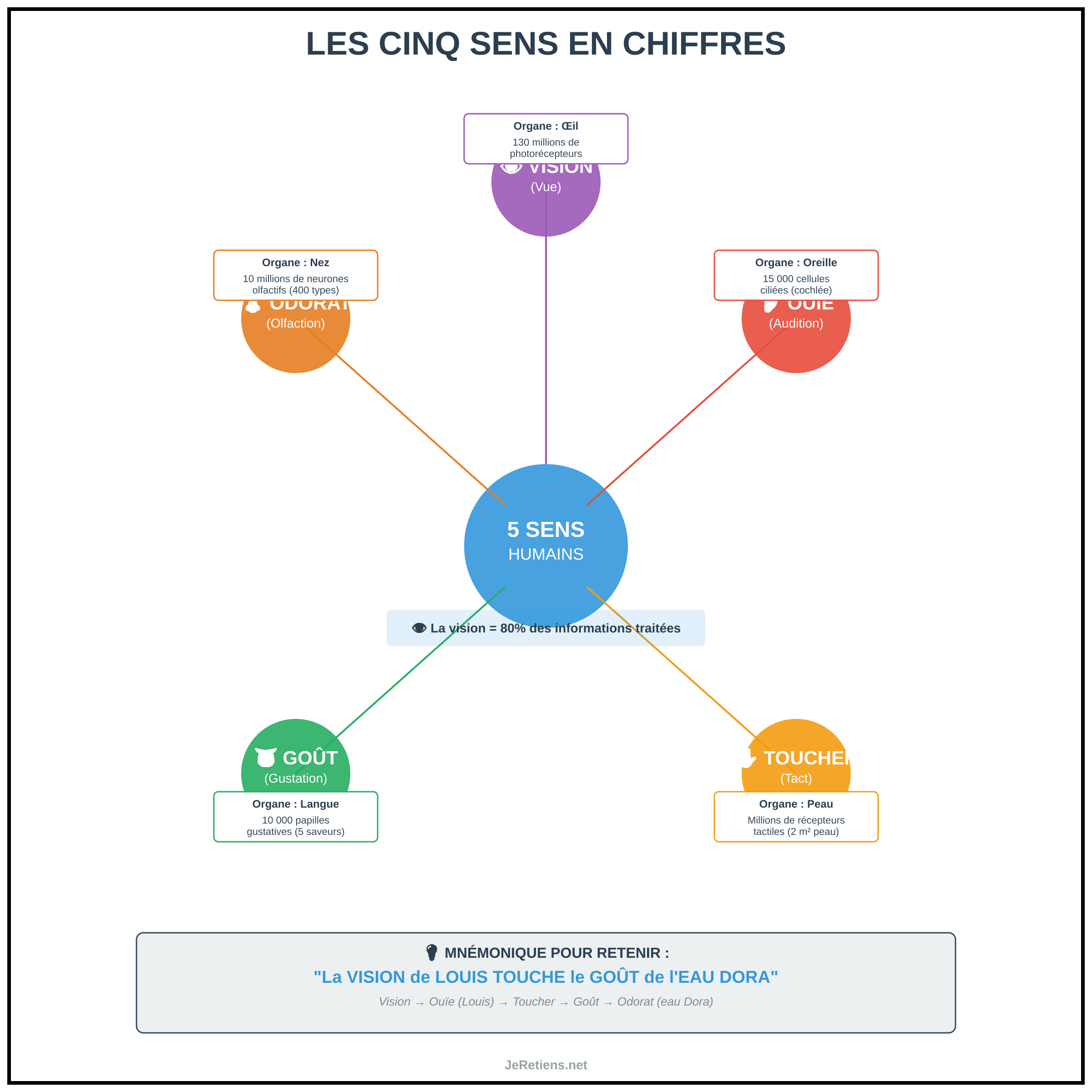 Infographie circulaire des cinq sens avec organes et nombre de récepteurs : vision 130M photorécepteurs, ouïe 15000 cellules ciliées, toucher millions récepteurs, goût 10000 papilles, odorat 10M neurones olfactifs