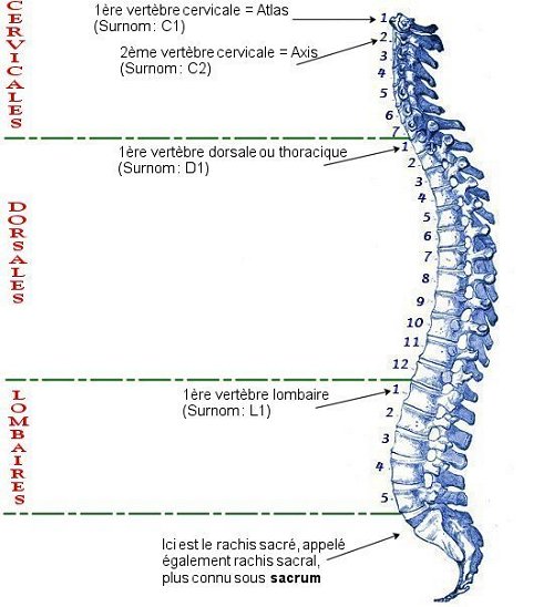 La colonne vertébrale et le nom des différentes vertèbres, cervicales, dorsales et lombaires.
