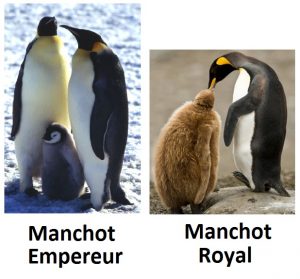 bébé_manchot_royal_empereur_différences_antarctique