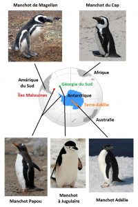 carte_manchot_adélie_papou_du_cap_de_magellan_royal_empereur_antarctique