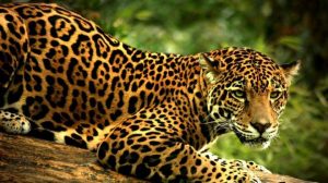jaguar_allongé