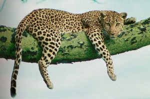 léopard_allongé