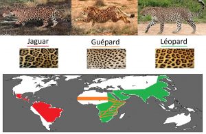 léopard_jaguar_guépard_répartition_pelage_différence