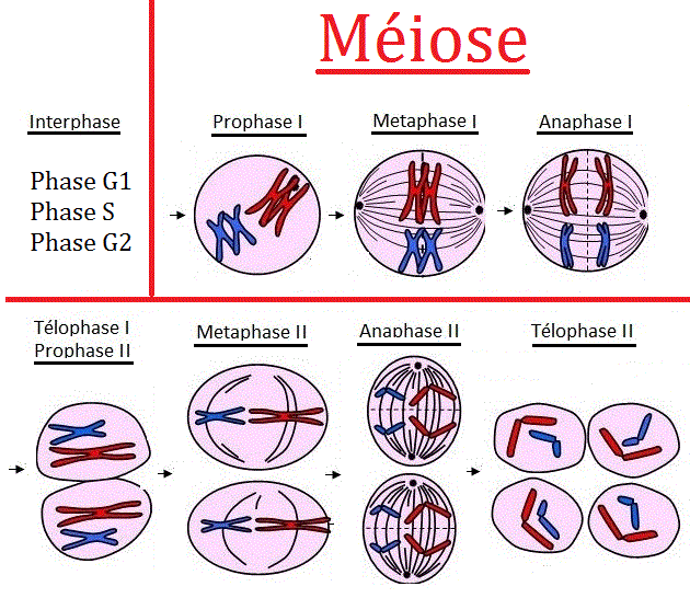 mitose vs méiose nombre de chromosomes