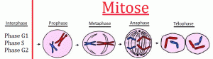 Schéma de la mitose et sa prophase, métaphase, anaphase, télophase