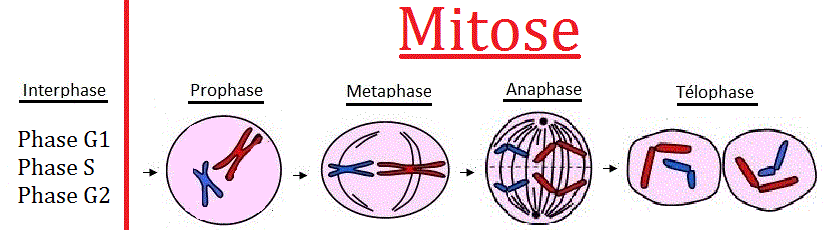 Анафаза 1 набор. Mitose. Interphase chromosomes. Interphase.