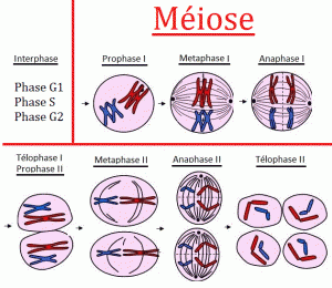 Schéma de la méiose et de sa Prophase, métaphase, anaphase, télophase I et II