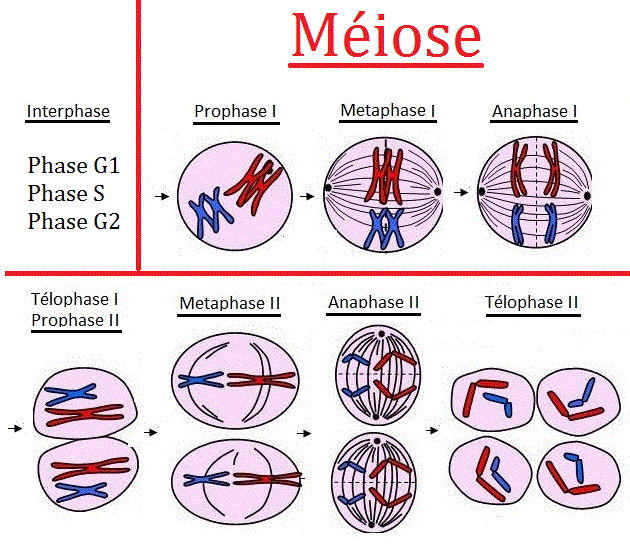 Méiose