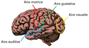 Les différentes aires du cerveau: auditive, gustative, motrice, visuelle.