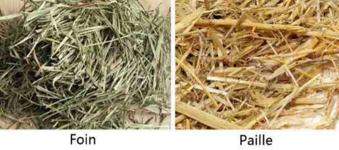 Différence entre Foin et Paille