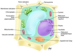cellule eucaryote