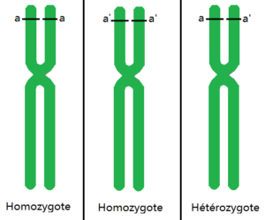 différence entre homozygote et hétérozygote