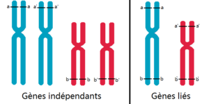 différence entre gènes indépendants et gènes liés