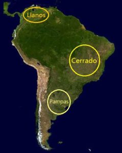 Savane en Amérique du Sud