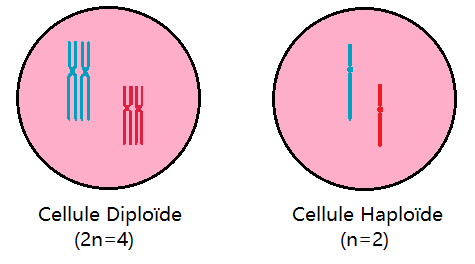 différence entre haploïde et diploïde