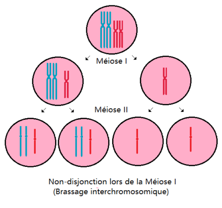 non-disjonction-m-iose-1-brassage-interchromosomique
