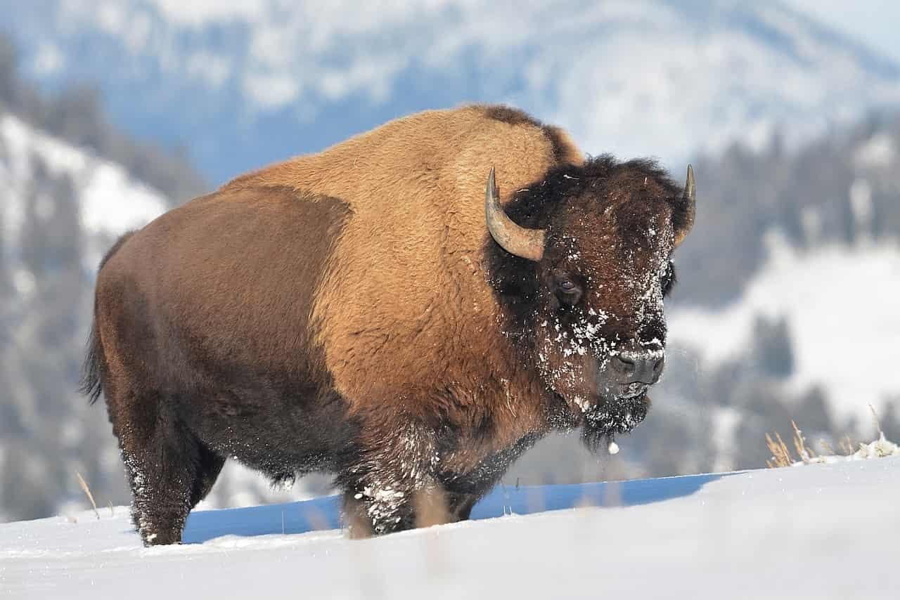 Photographie d'un bison d'Amérique
