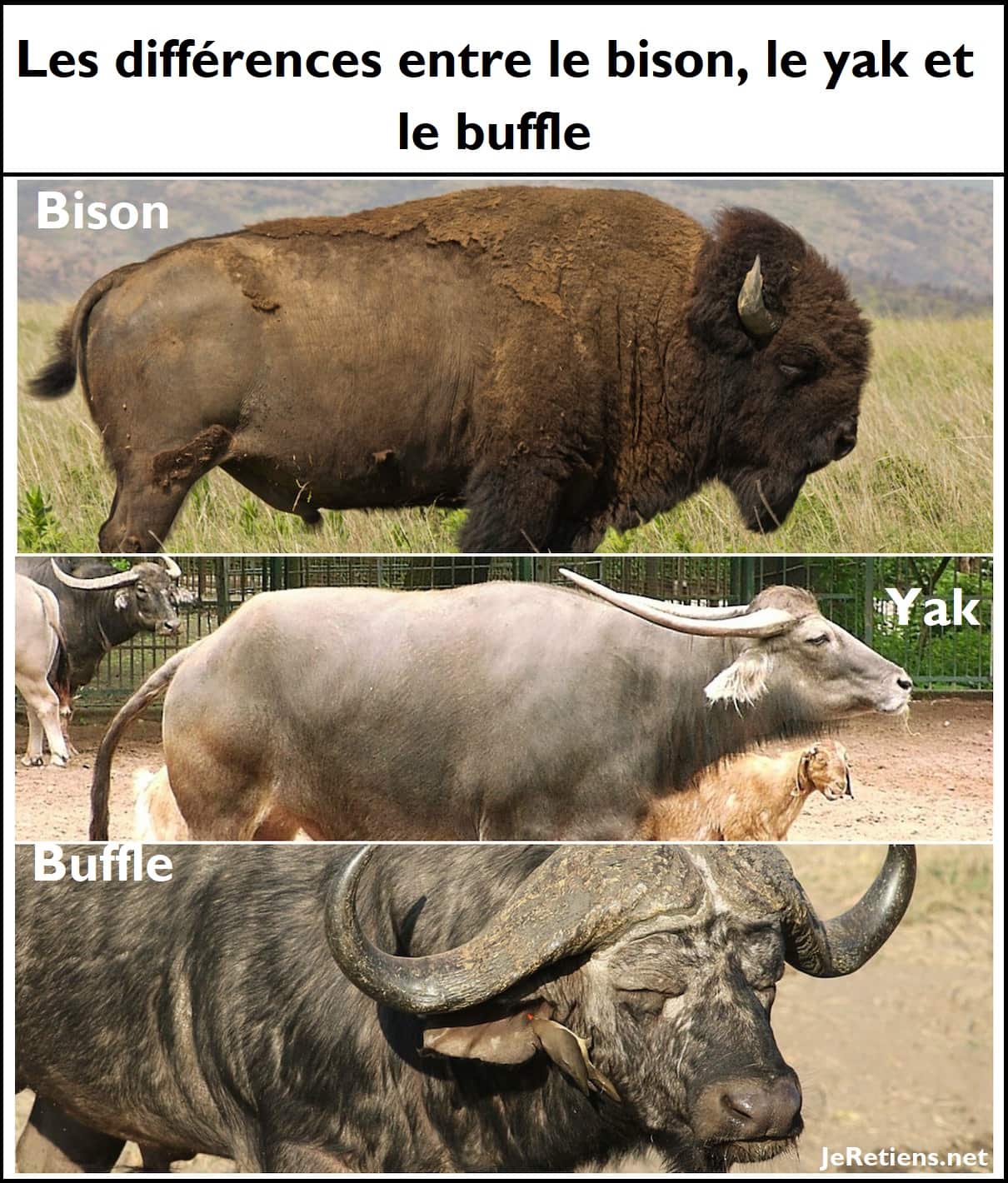 Quelles sont les différences entre bison, buffle et yak ?