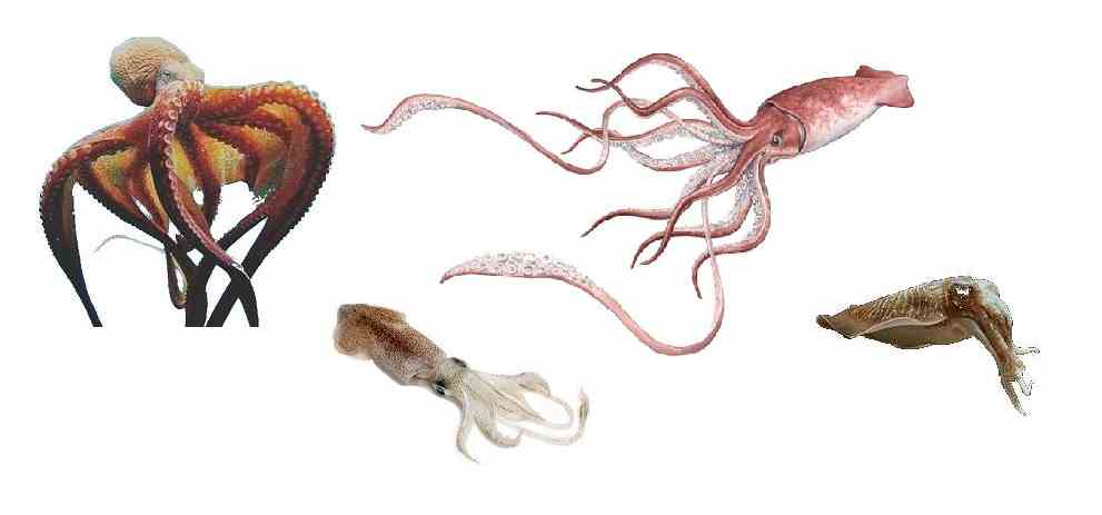Quelle différence y a-t-il entre pieuvre, poulpe, calamar et encornet ?