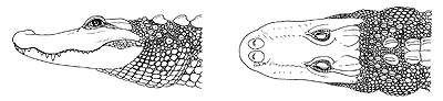 Schéma représentant le museau et la mâchoire de l'Alligator (fait penser de par sa forme à une pelle)
