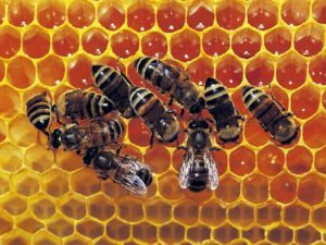 Alvéoles d'une ruche d'abeille
