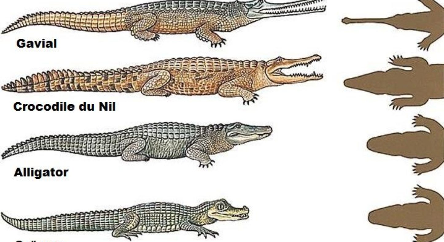 Сравнение крокодила и аллигатора в фотографиях
