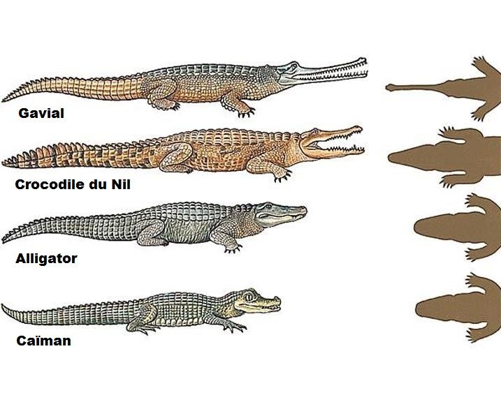 schéma des différences entre gavial, crocodile, alligator et caïman