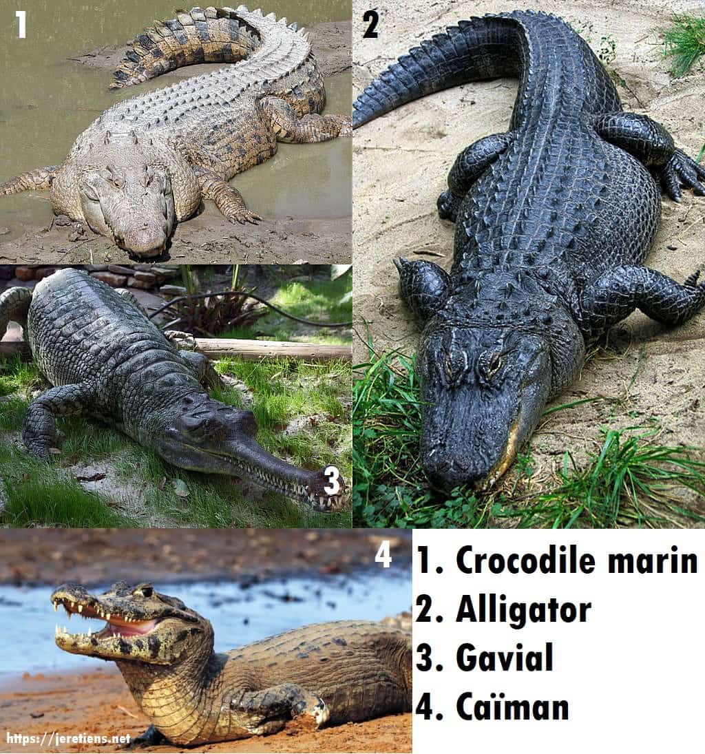 Différences entre le crocodile, l'alligator, le gavial et le caïman.