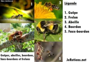 Différence piqure abeille et guêpe, danger et traitements